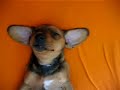 Sleeping dachshund puppy
