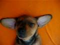 Sleeping dachshund puppy