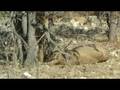 videos de Lion's coupling in Etosha