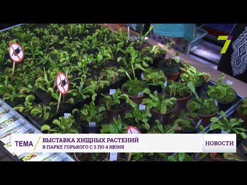 Выставка  2-4 июня 2017 Парк Горького