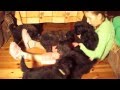 videos de bouvier des flandres