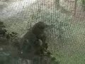 Baby Birds