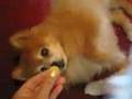Poms Tricks