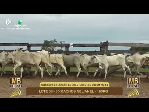 546� LEIL�O VIRTUAL MB LEIL�ES
