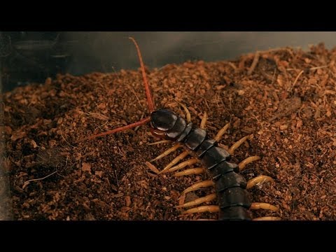how to treat centipede bite