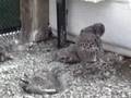Baby Western Gulls in the Pelican Aviary