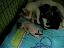 kitties