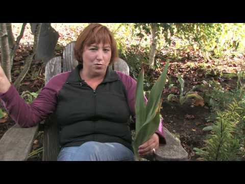 how to transplant tulips after bloom