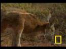 Klokan vs dingo - video