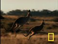 Kangaroo vs Dingo Kangaroo vs Dingo