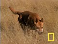 see all national geographic videos: http://video.nationalgeographic.com/video/?source=4001
a dingo eyes a young kangaroo, and the hunt is on.