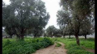 قرية جمزو - فلسطين -  jimzo village