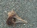 Sanibel Octopus
