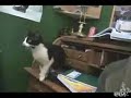 Another Cat Bites the Dust