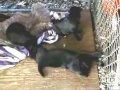 *ADOPTED* Mama Dog & Her 4 Puppies Ready For Adoption