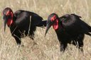 Africa's Birds: Ground Hornbill & Marabou Stork
