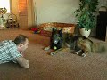Teasing the dog Teasing the dog