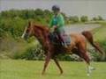 The Arabian Horse - [RE: Arab vs. Thoroughbred]
