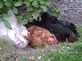 Chickens Dustbathing2