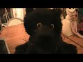 Adopting My Black Panther Raven!
