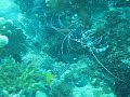 Cleaner Shrimps