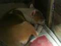 sebi durmiendo en la cucha de terry.3GP