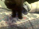Rocco Rock and Cio-Cio San coming out of the carrier .