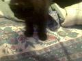 videos de Rocco Rock and Cio-Cio San coming out of the carrier .