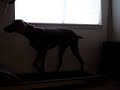 Ashe the Weimaraner on a Treadmill Ashe the Weimaraner on a Treadmill