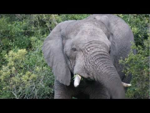 THe Heart of South Africa – Safari Kruger