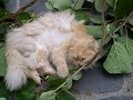 Gatto che fa del giardinaggio un gioco