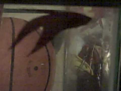 how to sink bloodworms