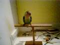 Taco trying out his T perch