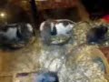 meine ratten