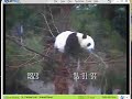 Tai does a Tai-Zan move