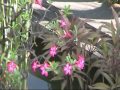 Bali Video Kultur und Hotels