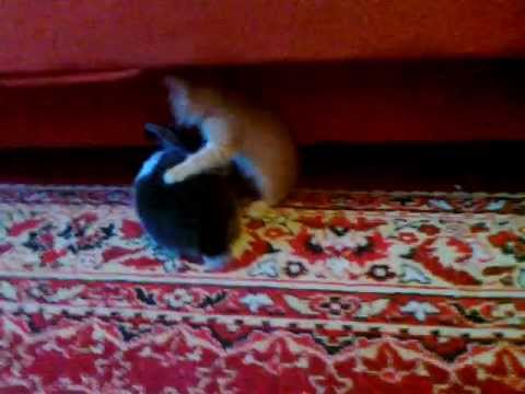 Котик vs Кролика - YouTube