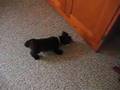 Schnauzer Miniatura video