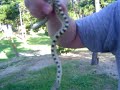Snake Hunting In a Cubicle!