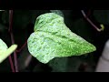 Canon 500D/T1i Video Sample [720p]