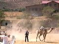 Virginia City Camel Races