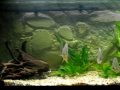 i miei discus