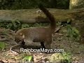 Coatimundi Jungle Raccoon of Central America Coatimundi Jungle Raccoon of Central America