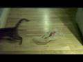 videos de tearing down the fridge magnets