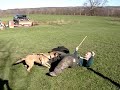 Police Dogs in Training