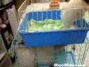 Perro que habla y pide agua Perro que habla y pide agua