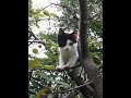 Hurley in a tree