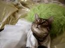 Gelsomina Le Purr Gelsomina Le Purr