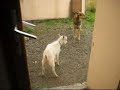 Chien VS Biquettes
