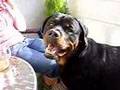 Rottweiler video